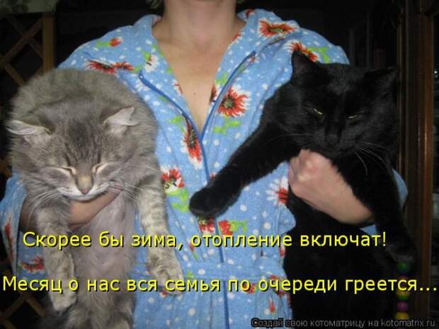 Лучшие котоматрицы недели (50 фото)