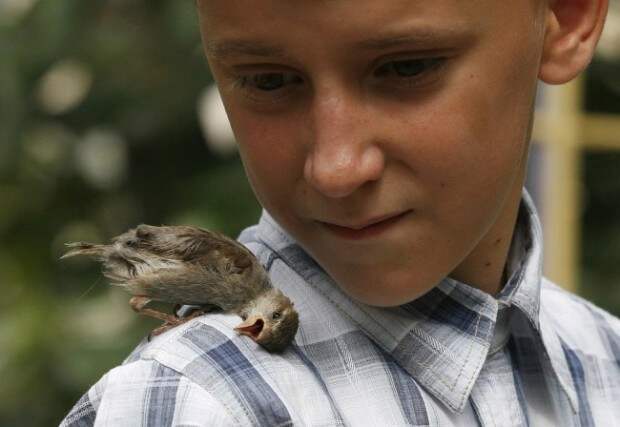 Veligurov walks with Abi, a wild sparrow, near his grandmother's house in the town of Minusinsk