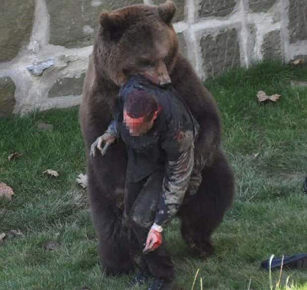 2. Нападение бурого медведя на человека в швейцарском Медвежьем парке, 2009 г. дикие животные, нападение медведя, нападение хищника