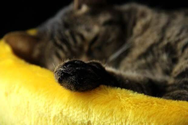 Самодельная лежанка для кошки Самодельная лежанка для кошки