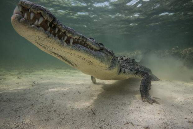 Подводная прогулка с крокодилами крокодил, прогулка