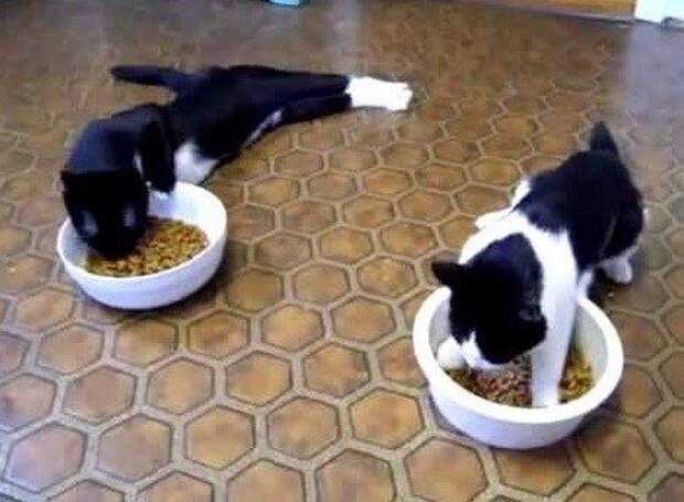 Смешные кошки, которые разучились правильно есть (10 фото) Смешные кошки, которые разучились правильно есть (10 фото)