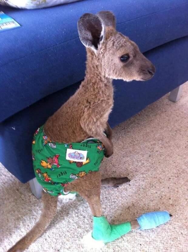 animals-in-tiny-casts-203-58009da39e203__605