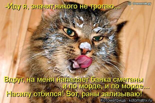 Смешные кошки в котоматрице 1
