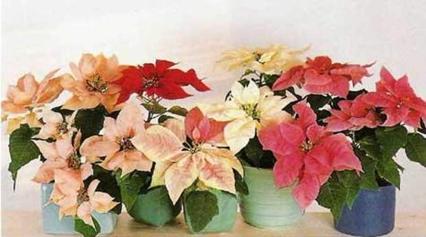 Комнатное растение пуансеттия: выращивание, уход и достижение максимально богатого цветения - рождественская звезда пуансеттия н