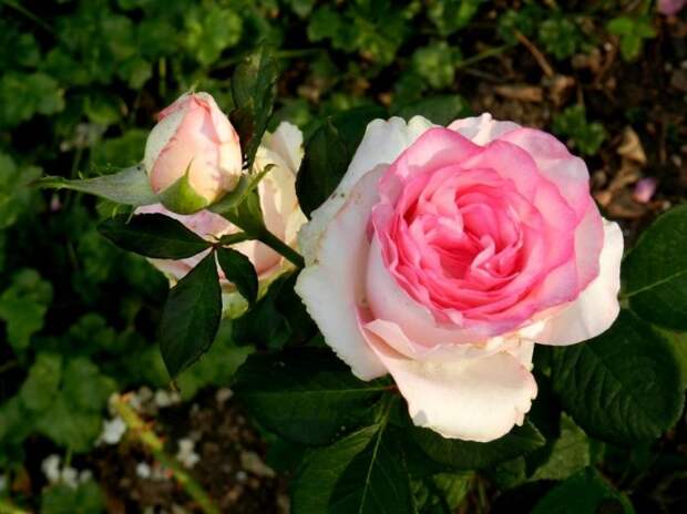 Цветок розы Дольче Вита