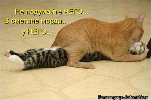 Котоматрицы (картинки с подписями)