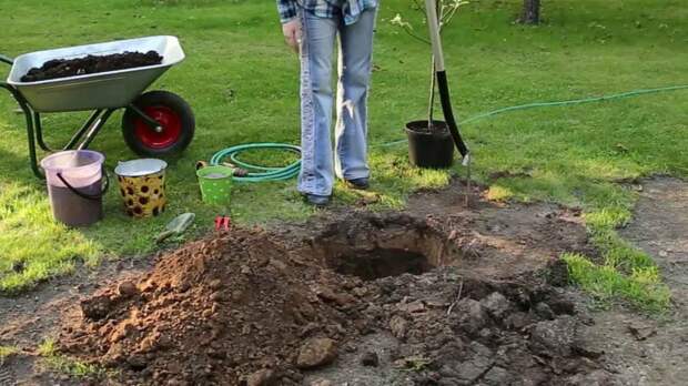 Сажаем яблоню «на холм»