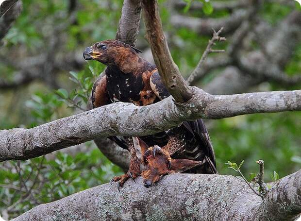Венценосный орёл (лат. Stephanoaetus coronatus)