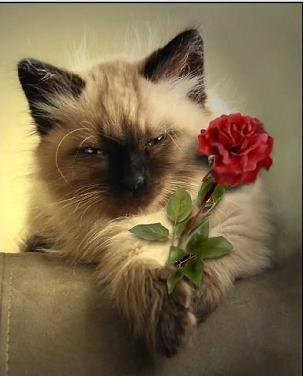 Милая леночка. Котики цвета. Котенок с цветами. Котенок с цветочком. День кошек.