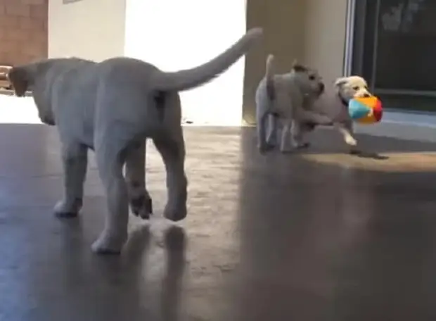 Волонтеры с нетерпением ищут потерянную собаку-матерью