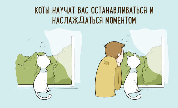 10 шуточных причин, по которым стоит завести себе кота