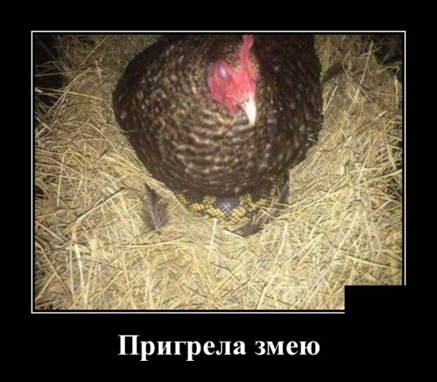 Демотиваторы (30 фото)