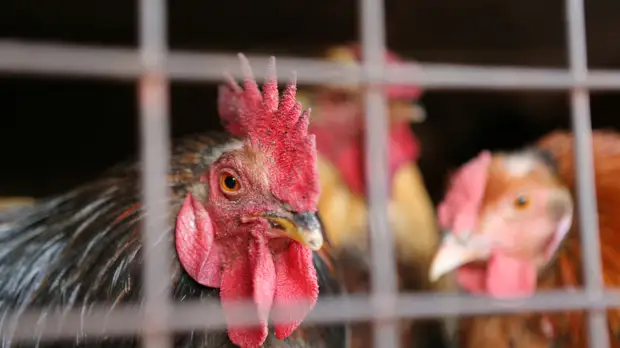 В Японии выявлена вспышка птичьего гриппа