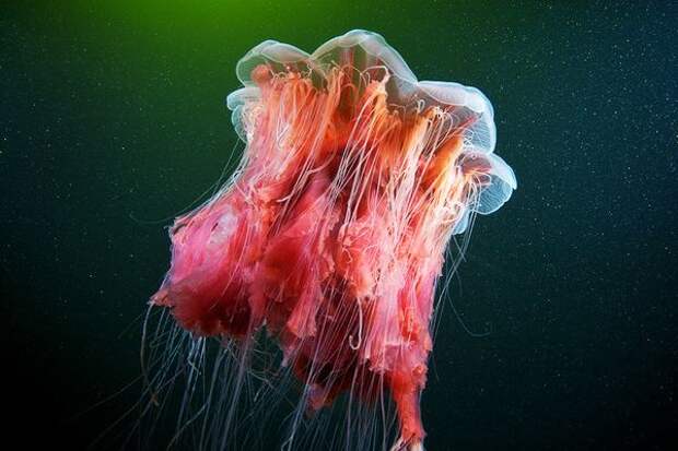 Живность белого моря (28 фото) Живность белого моря (28 фото)