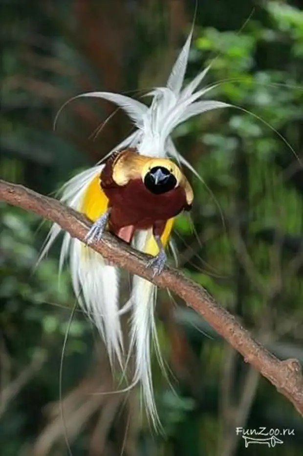 Амазонский венценосный мухоед. Амазонский венценосный мухоед. Квезаль священная птица майя. Диковинные птицы. Гоацин птенец.