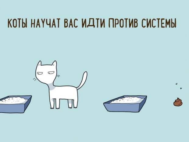 10 шуточных причин, по которым стоит завести себе кота