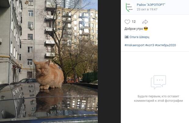 Фото дня: пушистый сторожила района Аэропорт
