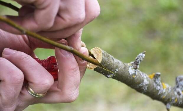 Выбираем прививочный секатор: самые популярные модели