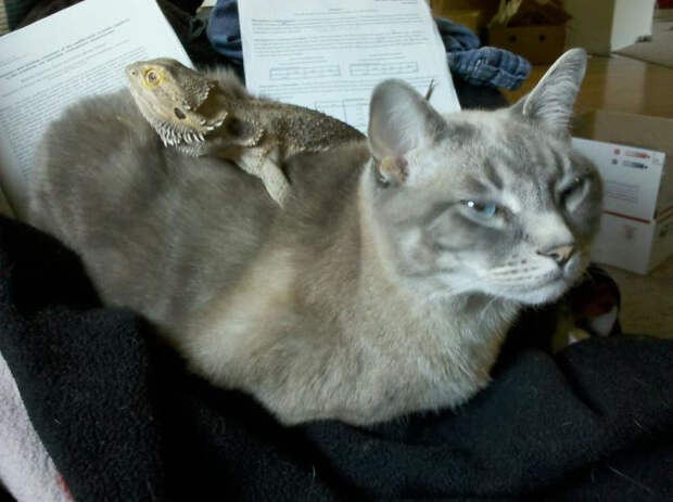 Котики и ящерицы, которые смогли стать друзьями