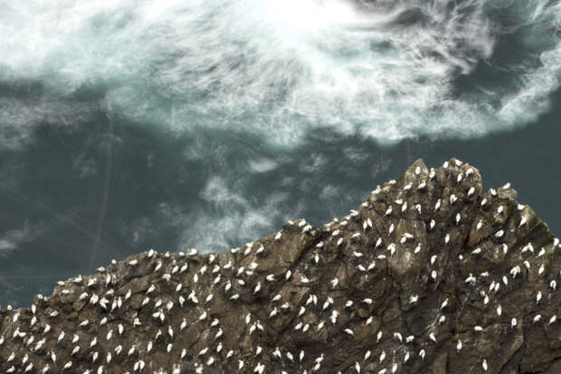 gannets15 Как олуши ловят рыбу у берегов Шетландских островов