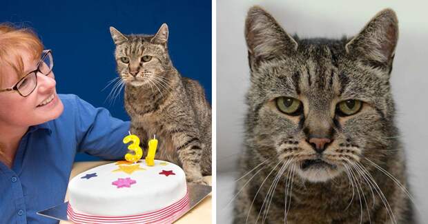 Старейший кот в мире отпраздновал 31-ый день рождения, и у него еще осталось много жизней Натмег, долгожитель, кот