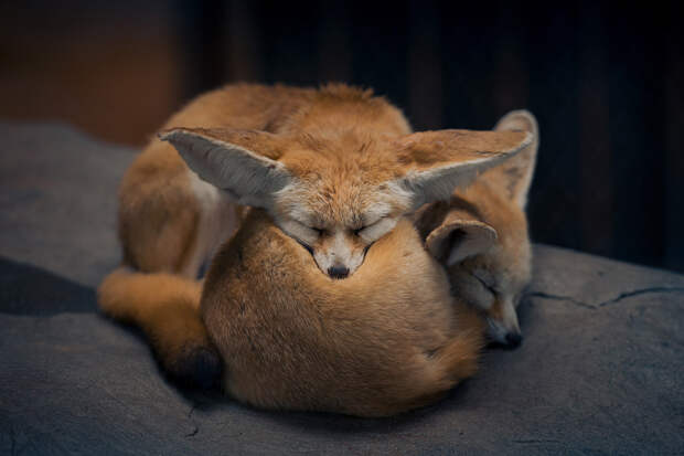 Спящие лисицы в парке дикой природы в Шанхае, Китай