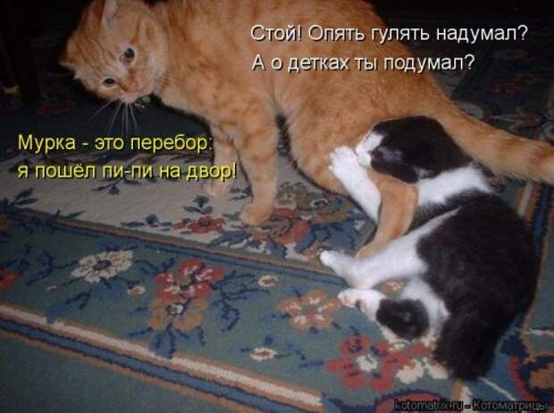 Смешная котоматрица