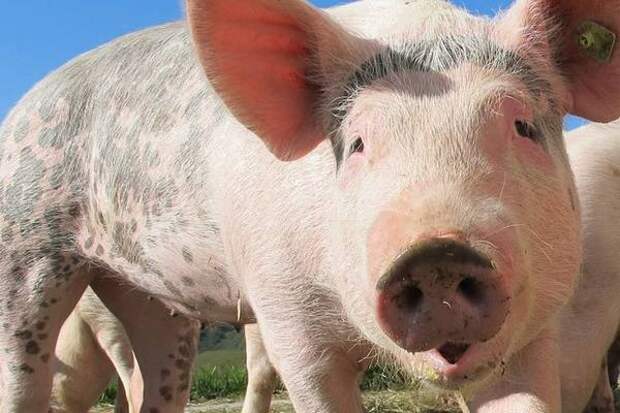 Мэр Сочи захотел бросить свиней на борьбу с мусором