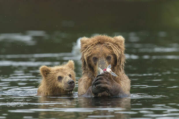 Большой и малый медведь охотятся в воде на рыбу.