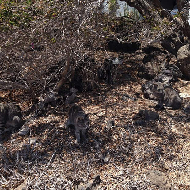 find-hidden-cat-camouflage-hide-and-seek-catouflage-164