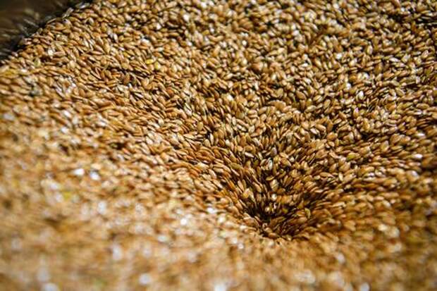 На Кубани вложат сотни миллионов в развитие семеноводства и селекции