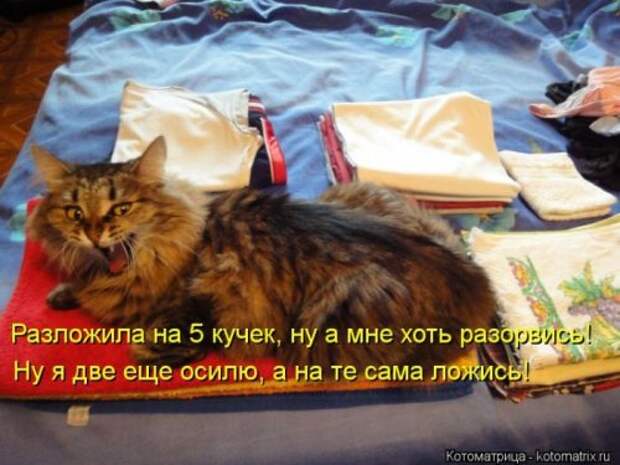 Лучшие котоматрицы недели (29 фото)