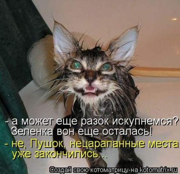 Лучшие котоматрицы недели (29 фото)