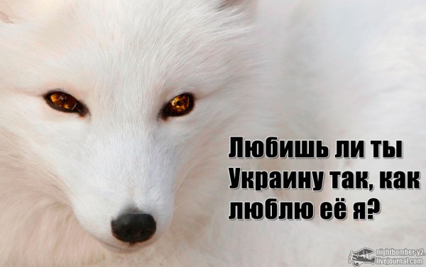 Час Х в украинском сортире. Прогнозы 2014 года Час Х в украинском сортире. Прогнозы 2014 года