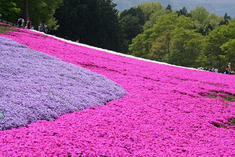 shibazakura10 shibazakura10 Буйство красок травяной сакуры