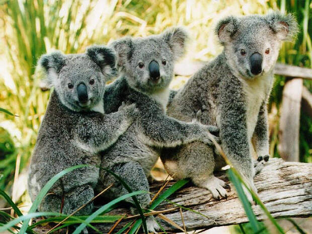 three koalas