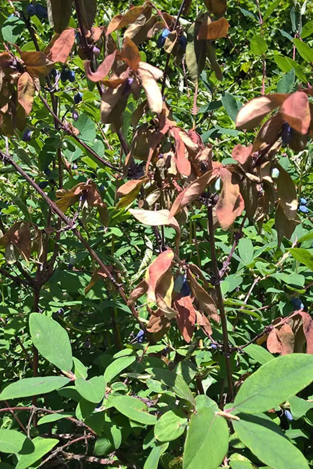 На жимолости ржавые листья фото и их лечение