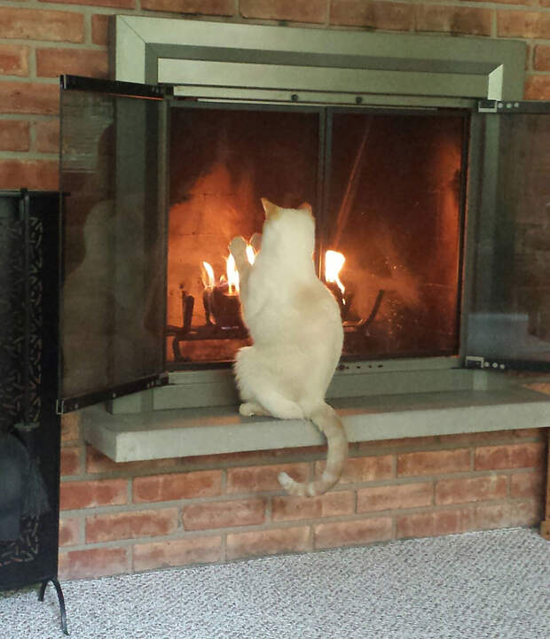 Кошки, которые любят тепло
