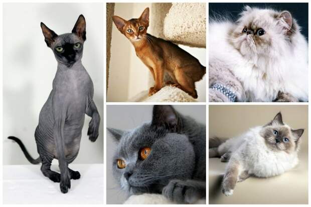 Самые популярные породы кошек в России по версии "Авито" Порода кошек, авито, кошки, самые любимые, факты