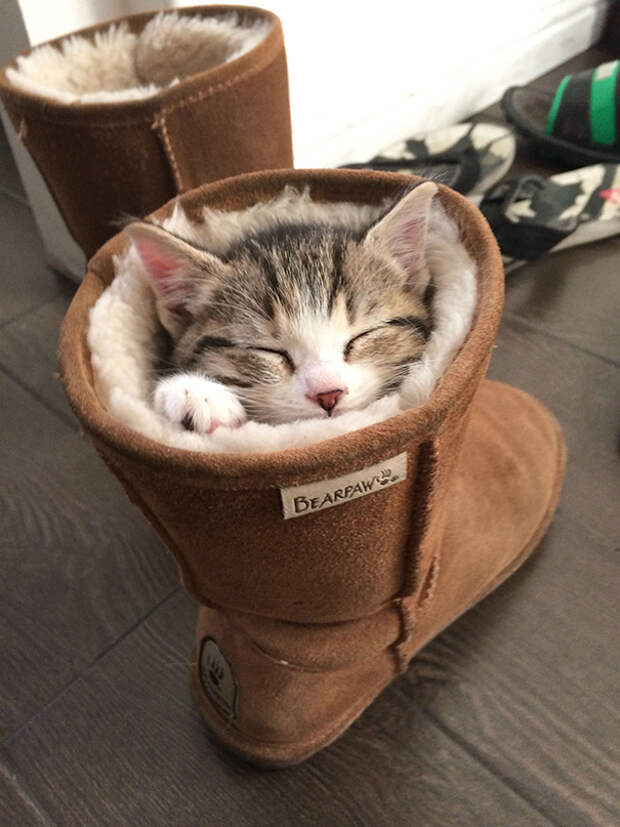 очаровательные спящие котята