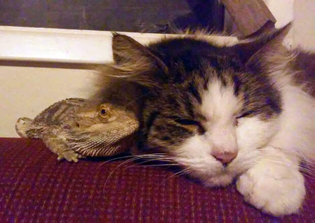 Котики и ящерицы, которые смогли стать друзьями