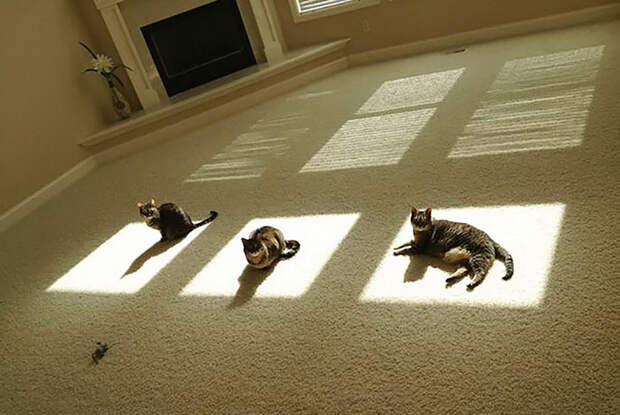 Кошки, которые любят тепло