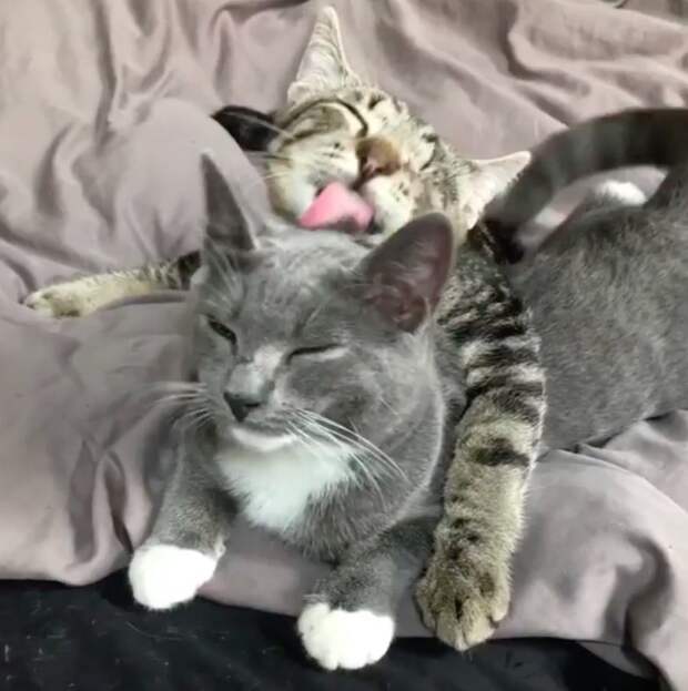 Без кота и жизнь не та