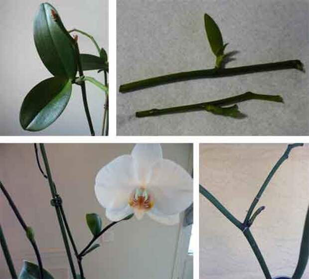 Как развести орхидею. Черенкование орхидеи фаленопсис. Орхидея фаленопсис размножение. Орхидея фаленопсис размножение черенками. Размножение орхидеи черенками цветоноса.