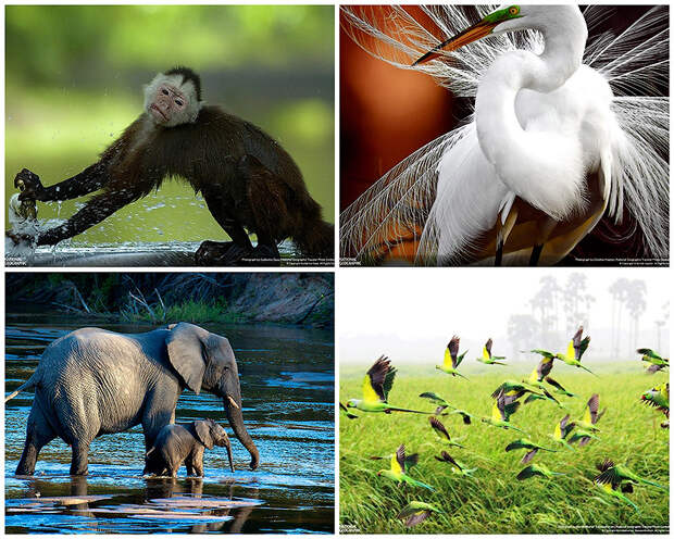 BIGPIC38 35 лучших фото животных на фотоконкурсе National Geographic Traveler