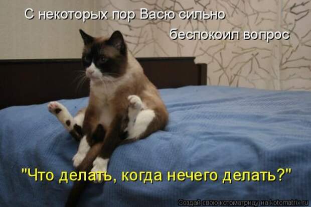 Новая отличная котоматрица (38 фото)