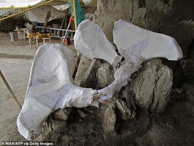 В Мексике обнаружено огромное кладбище мамонтов
