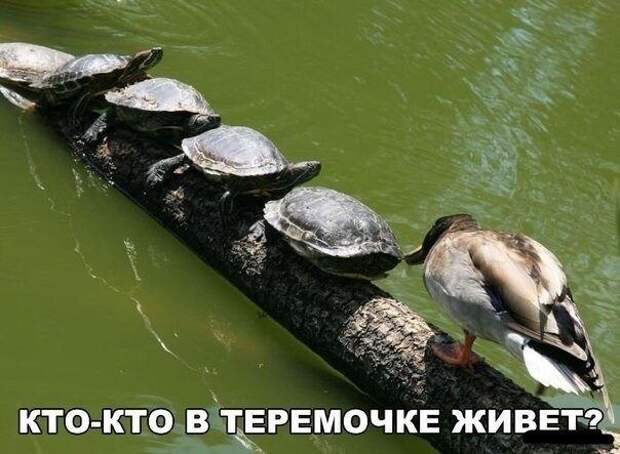 Смешные картинки
