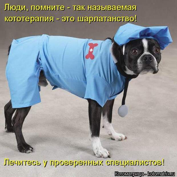 Лучшие котоматрицы недели (50 фото)